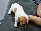Chiots de type Jack Russell &agrave; vendre (4 m&acirc;les)