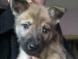 Chiots Loups Tchèques croisés Malinois à vendre