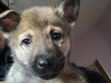 Chiots Loups Tchèques croisés Malinois à vendre