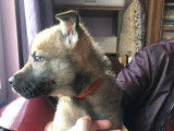 Chiots Loups Tchèques croisés Malinois à vendre