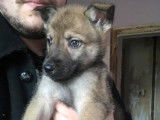 Chiots Loups Tchèques croisés Malinois à vendre