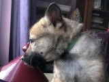 Chiots Loups Tchèques croisés Malinois à vendre