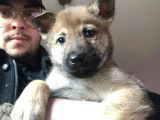 Chiots Loups Tchèques croisés Malinois à vendre