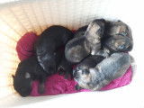 6 chiots Berger Allemand ancien type à vendre