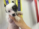 Chiots de race Chien Chinois à Crête à vendre (2 mâles)