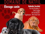 Naissance de Labradors début décembre 2019