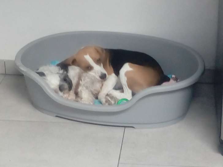 Beagle femelle de 1 an à vendre