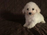 2 chiots  mâle et femelles Bichons Frisés à vendre