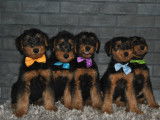 Chiots de race Airedale Terrier à vendre (5 mâles)