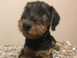 Chiots de race Airedale Terrier à vendre (5 mâles)