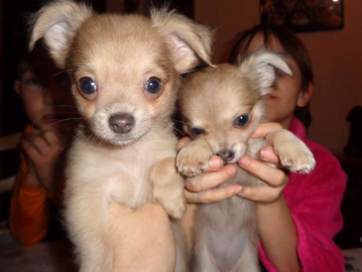 Chiots de type Chihuahua à vendre (2 femelles & 1 mâle)