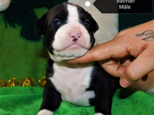 Chiots American Bully Registre Abkc Pocket à Vendre Petite