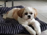 Chiot Shih Tzu femelle à vendre