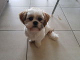 Chiot Shih Tzu femelle à vendre