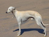 Etalon Whippet pour saillie