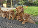 Magnifiques chiots Dogues de Bordeaux &agrave; vendre
