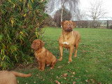 Magnifiques chiots Dogues de Bordeaux &agrave; vendre