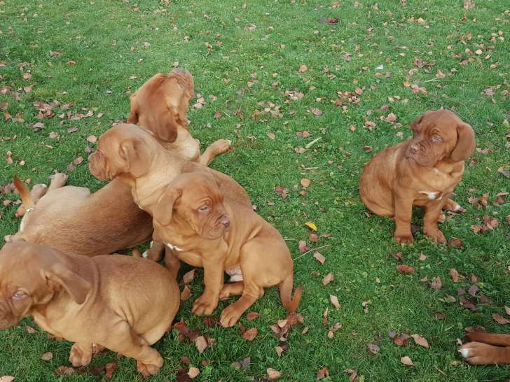 Magnifiques chiots Dogues de Bordeaux à vendre