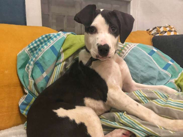 Labrador croisé à donner : Petite Annonce chien