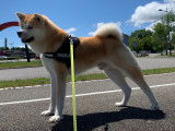 Akita Inu roux disponible pour saillie
