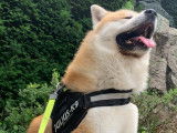 Akita Inu roux disponible pour saillie