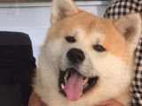Akita Inu roux disponible pour saillie