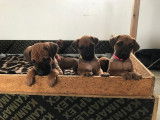 Chiots Rhodesians LOF à réserver (disponibles fin janvier 2020)