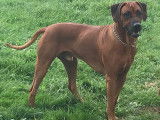 Chiots Rhodesians LOF à réserver (disponibles fin janvier 2020)