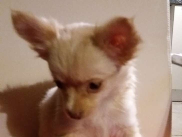 Femelle Chihuahua née en septembre 2019 à vendre