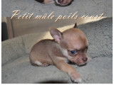 Chiots de type Chihuahua à vendre (2 femelles & 2 mâles)