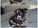 Chiots de type Chihuahua à vendre (2 femelles & 2 mâles)