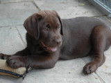 Labradors chocolats LOF à vendre