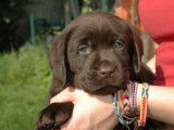 Labradors chocolats LOF à vendre