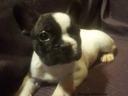 A L Elevage Dessiaume Elevage De Bouledogue Francais A La Geneytouse