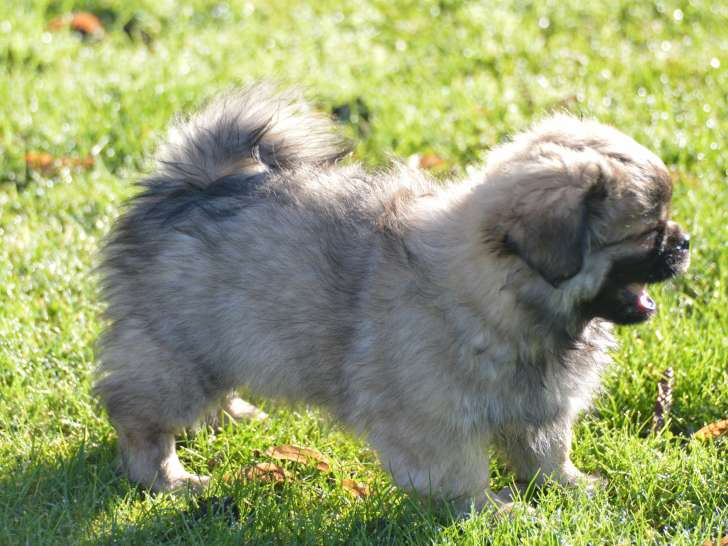 Chiot épagneul Tibétain Mâle à Vendre Petite Annonce Chien