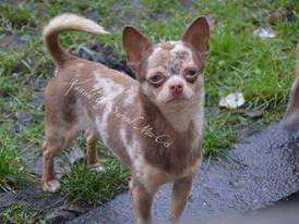 Chihuahua merle chocolat disponible pour saillie