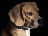 De type Beagle disponible pour saillie