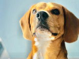 De type Beagle disponible pour saillie