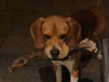 De type Beagle disponible pour saillie