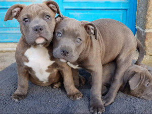 American Bully Caractère Et éducation Santé Et Entretien
