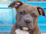 Magnifique chiot American Bully type pocket ABKC à vendre