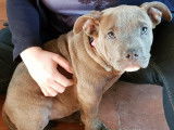 Magnifique chiot American Bully type pocket ABKC à vendre