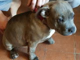 Magnifique chiot American Bully type pocket ABKC à vendre
