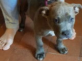 Magnifique chiot American Bully type pocket ABKC à vendre