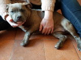 Magnifique chiot American Bully type pocket ABKC à vendre