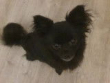 Chihuahua noir poils longs disponible pour saillie