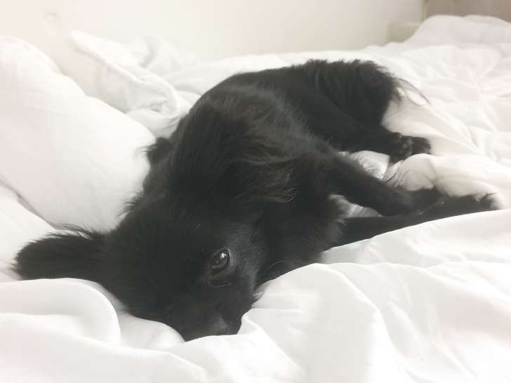 Chihuahua noir poils longs disponible pour saillie