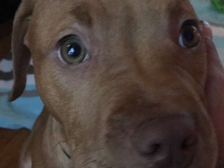 Chiot Pitbull Red Nose Sevre A Vendre Petite Annonce Chien