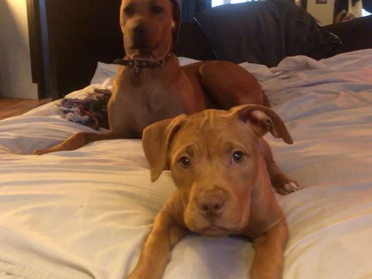 Chiot Pitbull Red Nose Sevre A Vendre Petite Annonce Chien