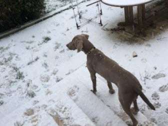Olaf à la découverte de la neige.